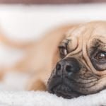 Gifts for puggle lovers