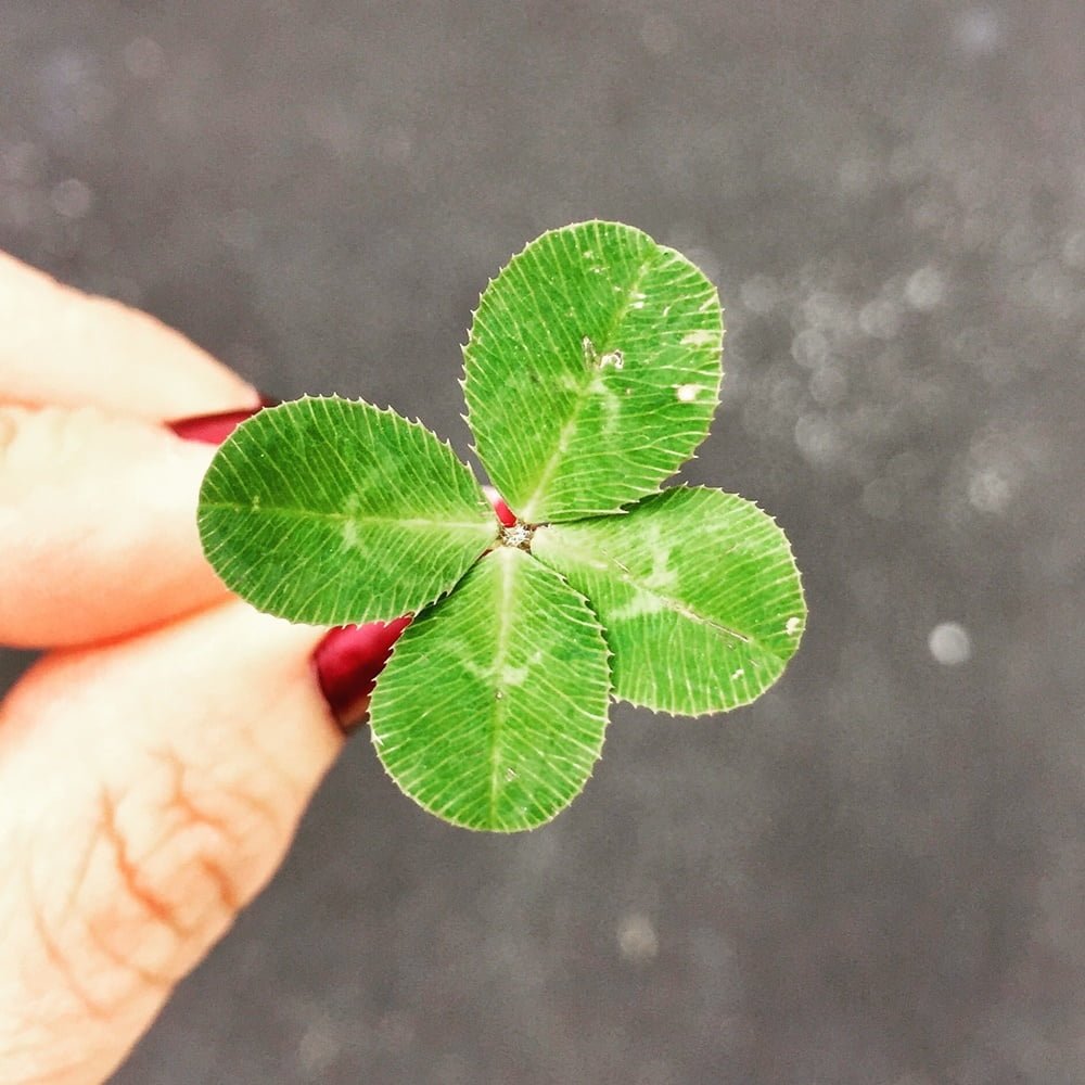 4 leaf Clover