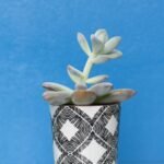 Housewarming Gift Ideas for Men