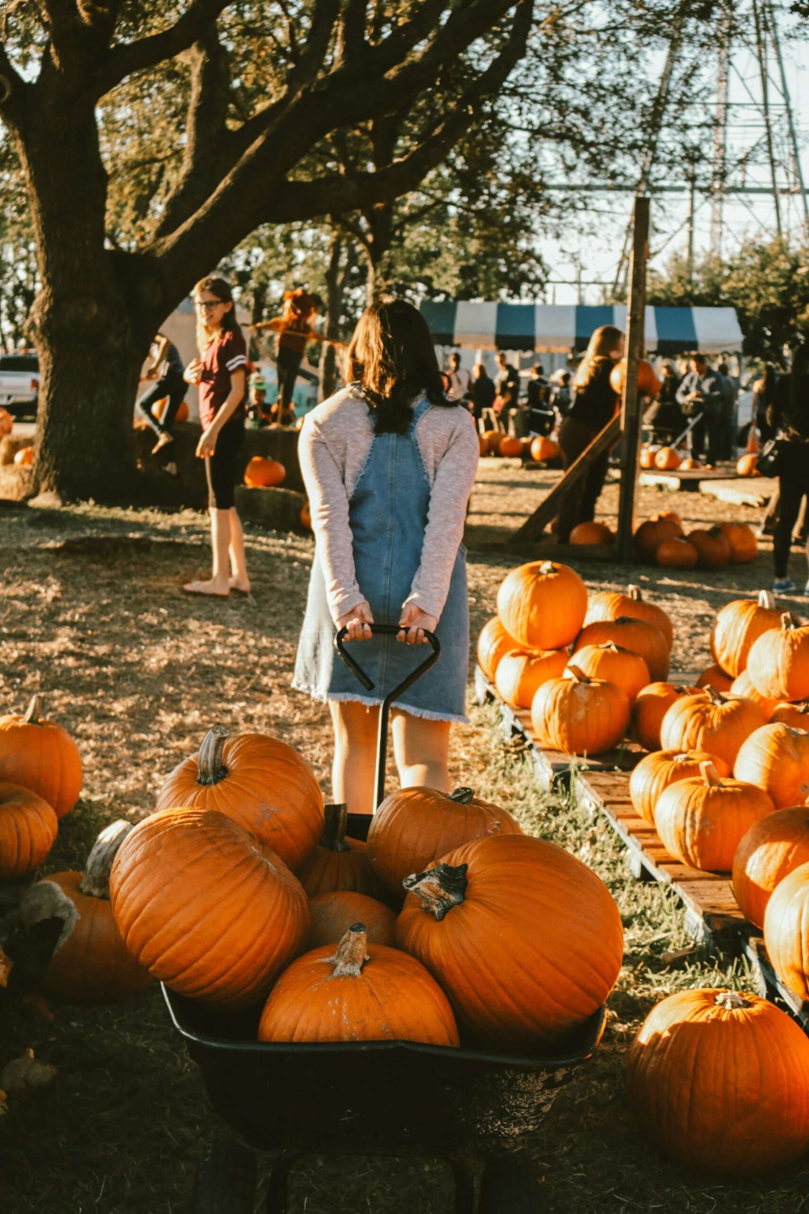 Pumpkin Patch